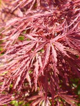 Bonsai copyright � almostedenplants.com